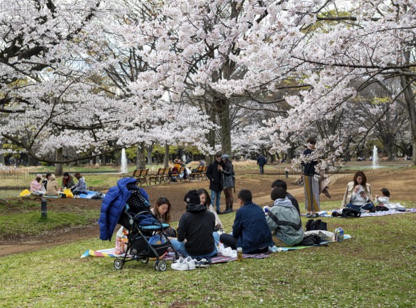People picnicking under cherry blossoms in Yoyogi Park, Hanami Festival, Shibuya District, Tokyo, Japan