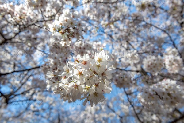 Cherry tree blossoms in spring, Yoyogi Park, Hanami Festival, Shibuya Ward, Shibuya District, Tokyo, Japan