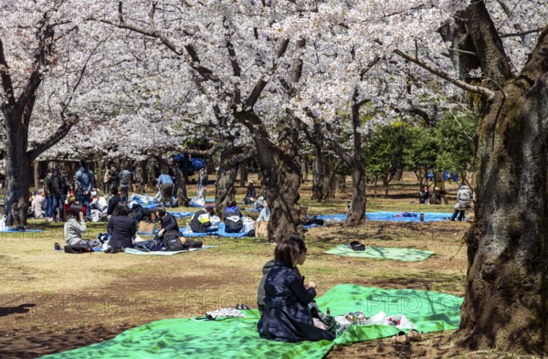 Japanese people picnicking under cherry blossoms in Yoyogi Park, Hanami Festival, Shibuya District, Tokyo, Japan