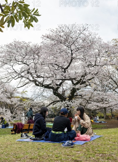People picnicking under cherry blossoms in Yoyogi Park, Hanami Festival, Shibuya District, Tokyo, Japan