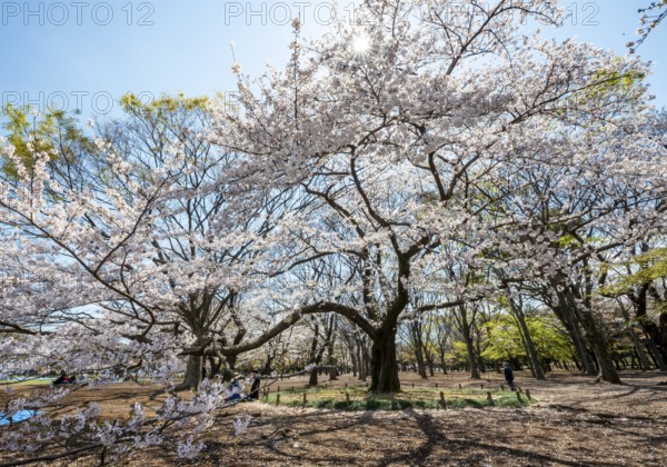 Blooming cherry trees in spring, sun star, Yoyogi Park, Hanami Festival, Shibuya District, Shibuya District, Tokyo, Japan