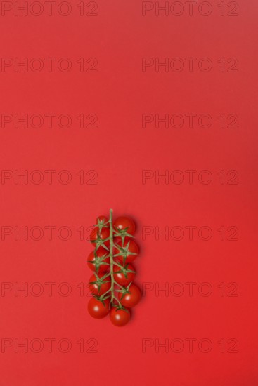 Tomatoes, tomato vine on red background