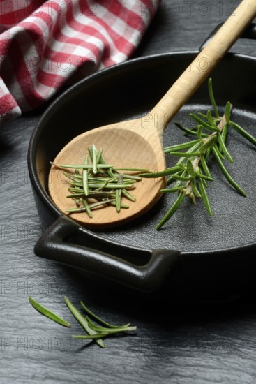 Rosemary, rosemary leaves and rosemary sprig with cooking pot