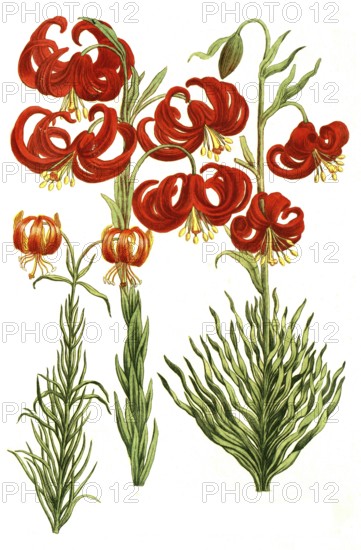Various lilies, Lilium martagon, illustration, reproduction from a 19th century model. Authentic, file restored for optimal use, exact date of submission unknown