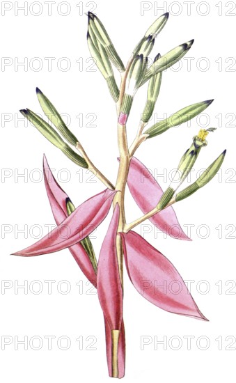 Bromeliad, Bromelia pallida, illustration, reproduction from a 19th century model. Authentic, file restored for optimal use, exact date of submission unknown