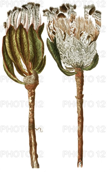 Protea scolymocephala, also thistle protea or thistle sugar bush, illustration, reproduction from a 19th century model. Authentic, file restored for optimal use, exact date of submission unknown