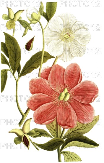 Peony variant, Paeonia mas major, illustration, reproduction from a 19th century model. Authentic, file restored for optimal use, exact date of submission unknown