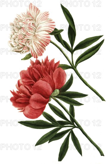 Peony variant, Paeonia mas major flore incarnato pleno, Paeonia flore subrubento pleno, illustration, reproduction from a 19th-century model. Authentic, file restored for optimal use, exact date of submission unknown