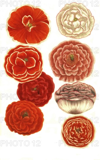 Variants of the poppy, a. papaver erraticum majus roseum margine albo, b. papaver erraticum majus flore margine rubro, c. papaver erraticum majus flore rubro, d. papaver erraticum majus flore ruberrimo, e. papaver erraticum majus rosei, f. papaver erraticum majus flore pleno, g. Papaver erraticum majus simplex, H. Papaver erraticum majus flore pleno roseo, illustration, reproduction from a model from the 19th century. Authentic, file restored for optimal use, exact date of submission unknown