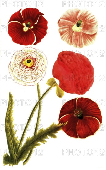 Poppy, poppy, papaver erraticum, illustration, reproduction from a model from the 19th century. Authentic, file restored for optimal use, exact date of submission unknown
