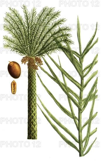 Date palm, Palma dactilifera, illustration, reproduction from a 19th century model. Authentic, file restored for optimal use, exact date of submission unknown