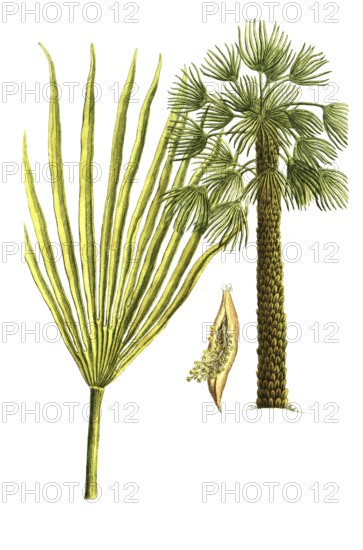 Chamaerops humilis, European dwarf palm, Palma humilis, Palma humilis chamceripheres, Palma humilis fructus, illustration, reproduction from a 19th century model. Authentic, file restored for optimal use, exact date of submission unknown