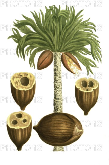 Palm tree, coconut, Palma coccifera briangula, illustration, reproduction from a 19th century model. Authentic, file restored for optimal use, exact date of submission unknown