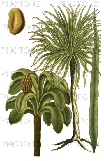 Carnauba palm, Brazilian wax palm, wax palm, Palma prunifera and Palma guineensis, illustration, reproduction from a 19th century model. Authentic, file restored for optimal use, exact date of submission unknown