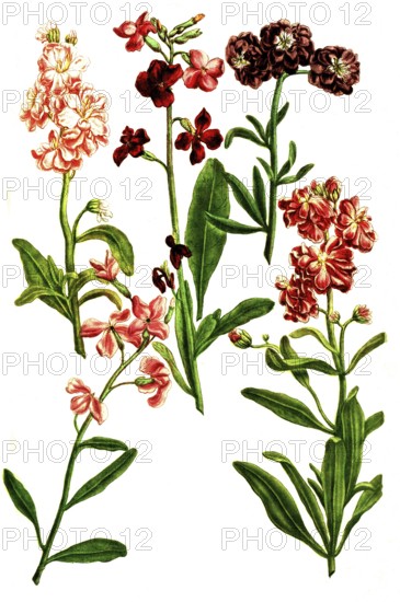 Various variants of Levkoje, Matthiola, a plant genus in the cruciferous family, illustration, reproduction from a model from the 19th century. Authentic, file restored for optimal use, exact date of submission unknown