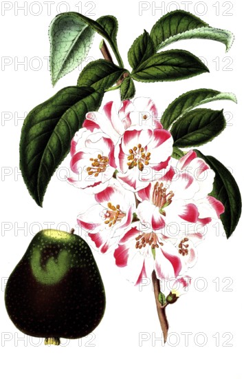 Cydonia japonica, Japanese ornamental quince, illustration, reproduction from a 19th century model. Authentic, file restored for optimal use, exact date of submission unknown