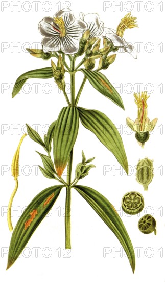 Osbeckia nepalensis, Nepal-Osbeckie, illustration, reproduction from a 19th century model. Authentic, file restored for optimal use, exact date of submission unknown
