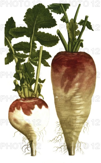 A. Rapa sativa oblonga, water beet, b. Rapa sativa rotunda, white beet, illustration, reproduction from a model from the 19th century. Authentic, file restored for optimal use, exact date of submission unknown