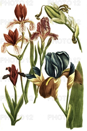 Various irises, irises, a plant genus in the subfamily Iridoideae in the iris family, illustration, reproduction from a 19th century model. Authentic, file restored for optimal use, exact date of submission unknown