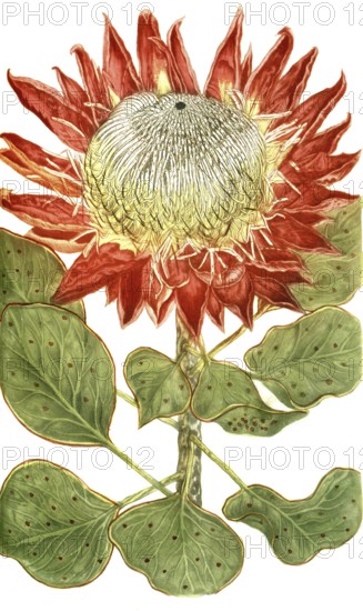 Scolynocephalus africanus, illustration, reproduction from a 19th century model. Authentic, file restored for optimal use, exact date of submission unknown