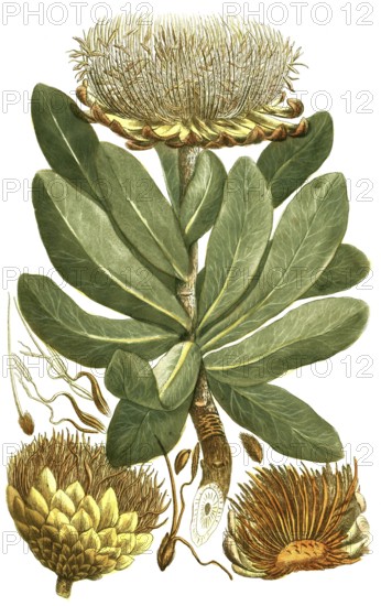 Protea, Globe Artichoke, Scolymoce phalus foliis oblongis seu Lepidocarpodendron primum, illustration, reproduction from a 19th century model. Authentic, file restored for optimal use, exact date of submission unknown
