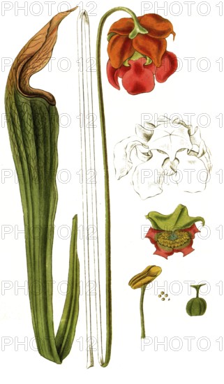 Sparracenia rubra, brown-red pitcher plant, illustration, reproduction from a 19th century model. Authentic, file restored for optimal use, exact date of submission unknown