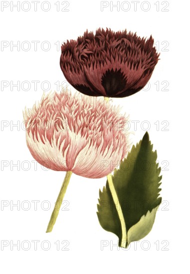 Variants of the poppy, Papaver majus cristatum and Papaver fativum, illustration, reproduction from a model from the 19th century. Authentic, file restored for optimal use, exact date of submission unknown