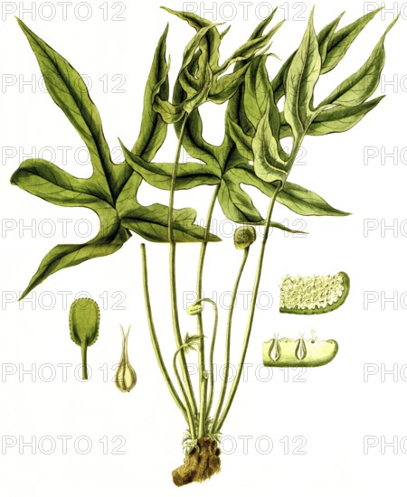 Dorstenia arifolia, plant species from the mulberry family, illustration, reproduction from a 19th century model. Authentic, file restored for optimal use, exact date of submission unknown