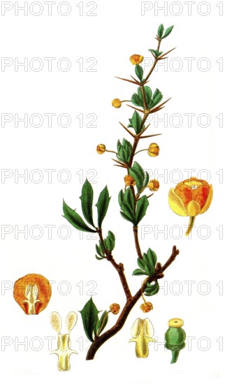 Berberis heterophylla, boxleaf barberry, illustration, reproduction from a 19th century model. Authentic, file restored for optimal use, exact date of submission unknown