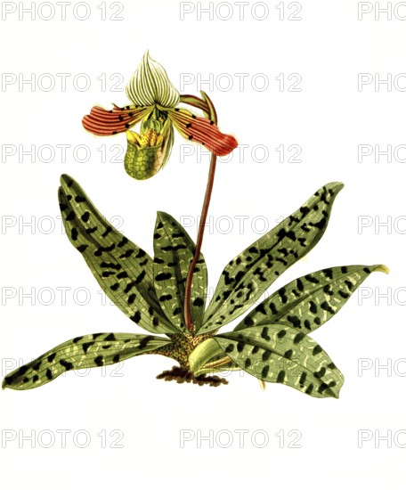 Cypripedium venustum, Paphiopedilum venustum, orchid, illustration, reproduction from a 19th century model. Authentic, file restored for optimal use, exact date of submission unknown