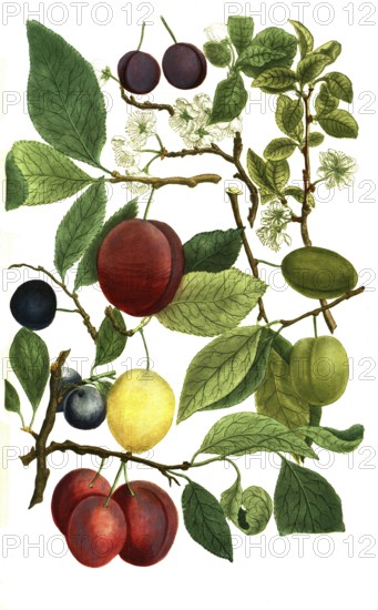 Different varieties of plum, Prunus domestica, illustration, reproduction from a 19th century model. Authentic, file restored for optimal use, exact date of submission unknown