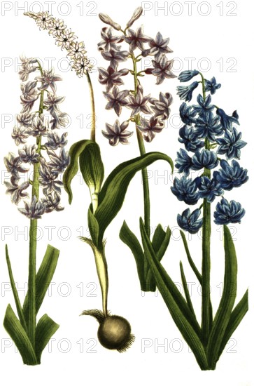 Hyacinthus orientalis and Hyacinthus spicatus stellatus, various variants of hyacinth, illustration, reproduction from a model from the 19th century. Authentic, file restored for optimal use, exact date of submission unknown