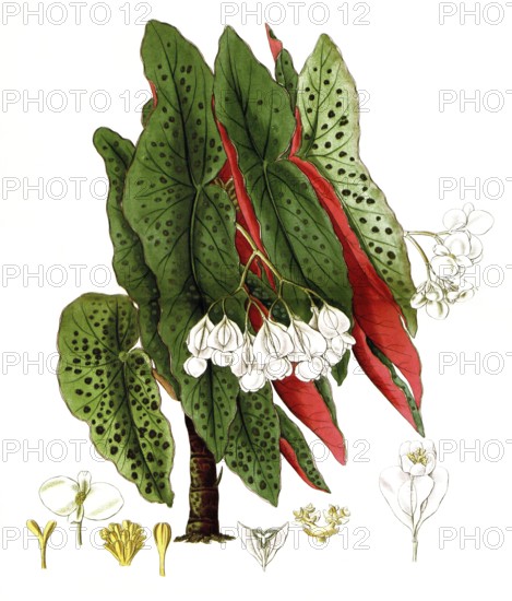 Type of begonia, begonia argyrostigma, illustration, reproduction from a 19th century model. Authentic, file restored for optimal use, exact date of submission unknown