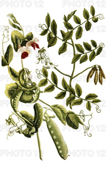 Pea, Pisum majus syn Pisum sativum and Pisum marinum, illustration, reproduction from a model from the 19th century. Authentic, file restored for optimal use, exact date of submission unknown