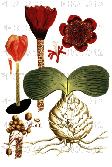 Haemanthus africanus syn Narcissus indicus serpentarius, blood flower, illustration, reproduction from a 19th century model. Authentic, file restored for optimal use, exact date of submission unknown
