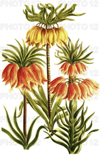 Kaiserkrone, Fritillaria imperialis, a plant species from the genus Fritillaria in the lily family, illustration, reproduction from a model from the 19th century. Authentic, file restored for optimal use, exact date of submission unknown