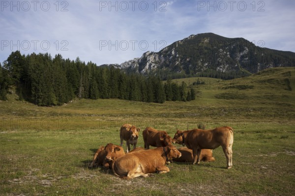 Alpine meadow with herd of cows and Braunedlkogel, Postalm, Osterhorn Group, Salzkammergut, Province of Salzburg, Austria
