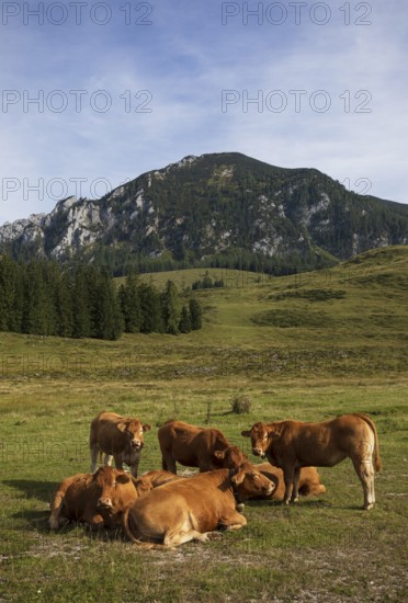 Alpine meadow with herd of cows and Braunedlkogel, Postalm, Osterhorn Group, Salzkammergut, Province of Salzburg, Austria