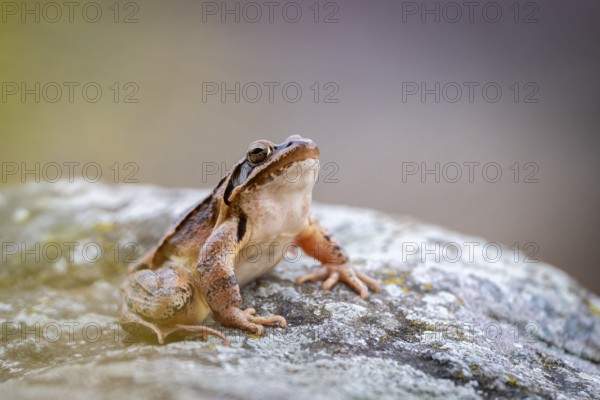Common frog (Rana temporaria) sitting on stone, Lower Austria, Austria