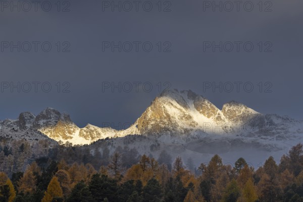 Mixed forest with larches (Larix) in autumn foliage off Piz Muragl, mountain peaks, Celerina/Schlarigna, Engadin, Grisons, Switzerland
