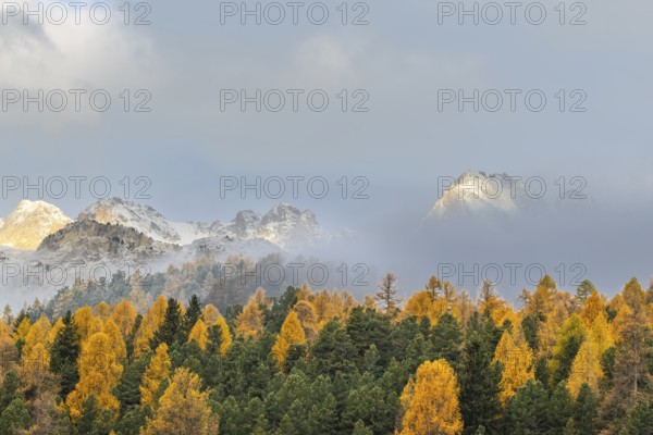 Mixed forest with larches (Larix) in autumn foliage off Piz Muragl and La Sours, mountain peaks, Celerina/Schlarigna, Engadin, Graubünden, Switzerland