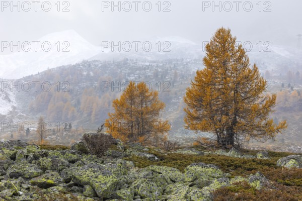 Larch trees (Larix) in autumn in front of mountain peaks with snow, autumn, Pontresina, Bernina Pass, Engadin, Grisons, Switzerland