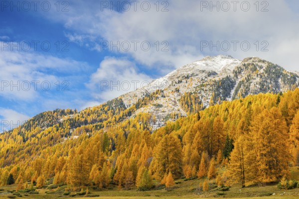 Larch forest (Larix) in autumn, mountain peaks with snow, autumn, Piz Mezzaun, Albula Pass, Engadin, Grisons, Switzerland