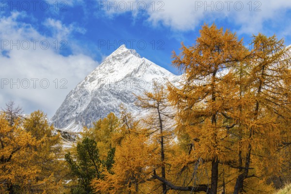 Larch forest (Larix) in autumn, mountain peaks with snow, autumn, Piz Üertsch, Albula Pass, Engadin, Grisons, Switzerland