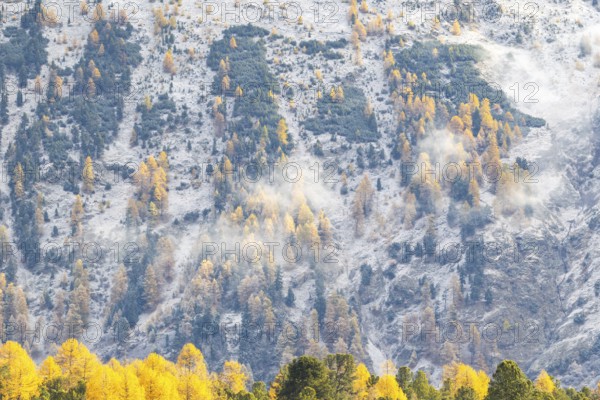 Lärchenwald Larix) in autumn weather on the mountain, fog, autumn, Stazersee, Celerina/Schlarigna, Engadin, Grisons, Switzerland