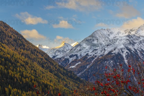 Mixed forest with larch trees (Larix) in autumn, mountain peaks with snow, autumn, Piz Sarsura, Piz Sarsura Pitschen, Piz d'Immez, Guarda, Engadin, Grisons, Switzerland