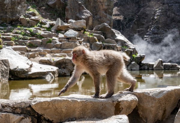 Japanese macaque (macaca fuscata) running on rocks near water, Yamanouchi, Nagano Prefecture, Honshu Island, Japan