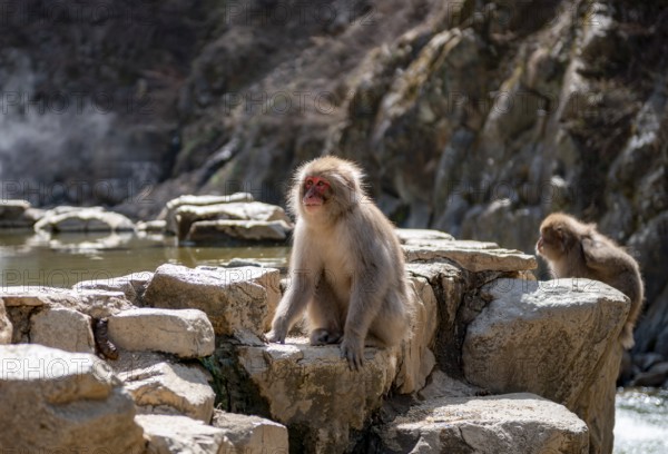 Japanese macaque (Macaca fuscata) sitting on rocks near water, Yamanouchi, Nagano Prefecture, Honshu Island, Japan