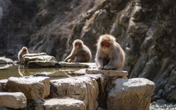Japanese macaques (Macaca fuscata) sitting on rocks near water, Yamanouchi, Nagano Prefecture, Honshu Island, Japan