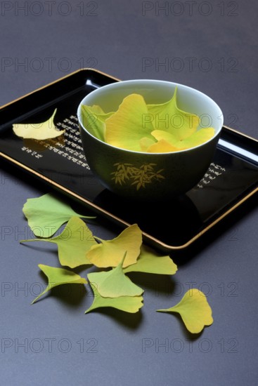Ginkgo leaves in shell on tray, ginkgo biloba